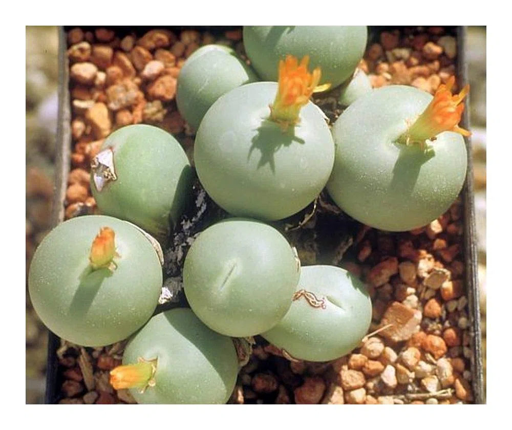 Conophytum Calculus - Planta suculenta - 10 Semillas