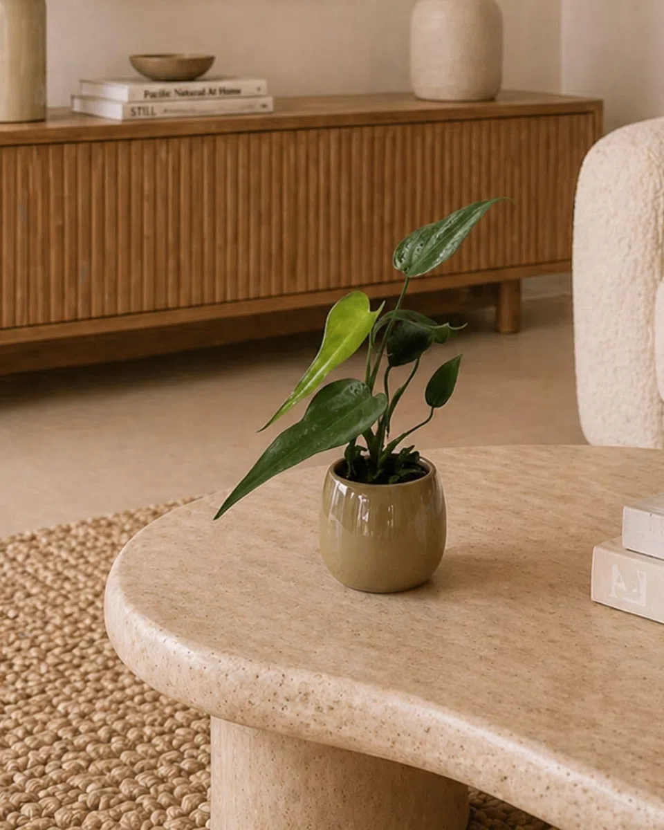 PUR PLANT Monstera Burle Marx Mini | Planta Natural De Interior Premium y Tropical | Compacta, Resistente y Decorativa | Maceta De Ø6 cm