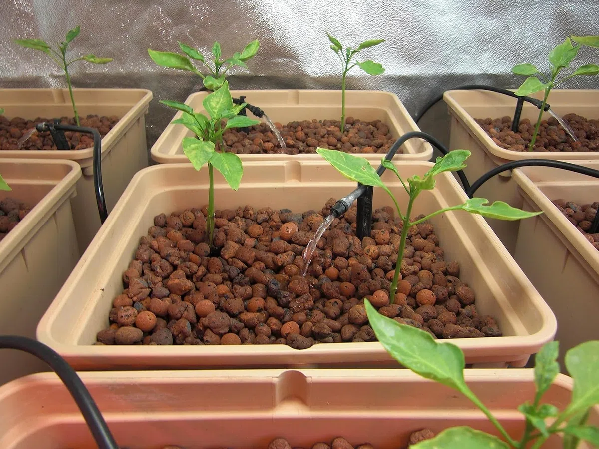 Arlita Expandida para Plantas | Bolitas para Macetas y Jardines| Arlita para Drenaje | Forma de Bolas | Tierra Húmeda para Suelo (Saco 20L)