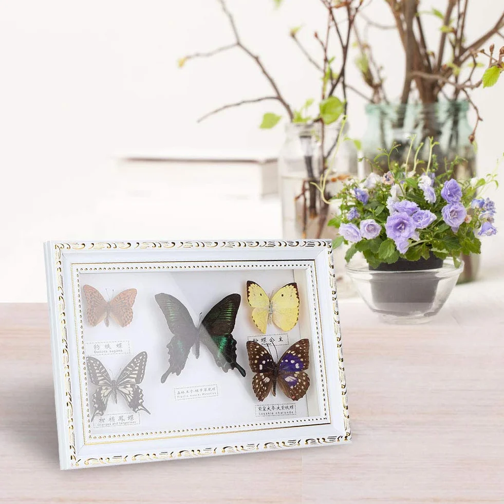 Shanrya Espécimen, Adorno para el hogar 7.7 * 11.6 * 1.6 in Muestras de Mariposas Reales 5 Piezas de Mariposas Muestra de Mariposas exquisitas, para Amigos, Familiares, colegas, Amantes(Caja Blanca)