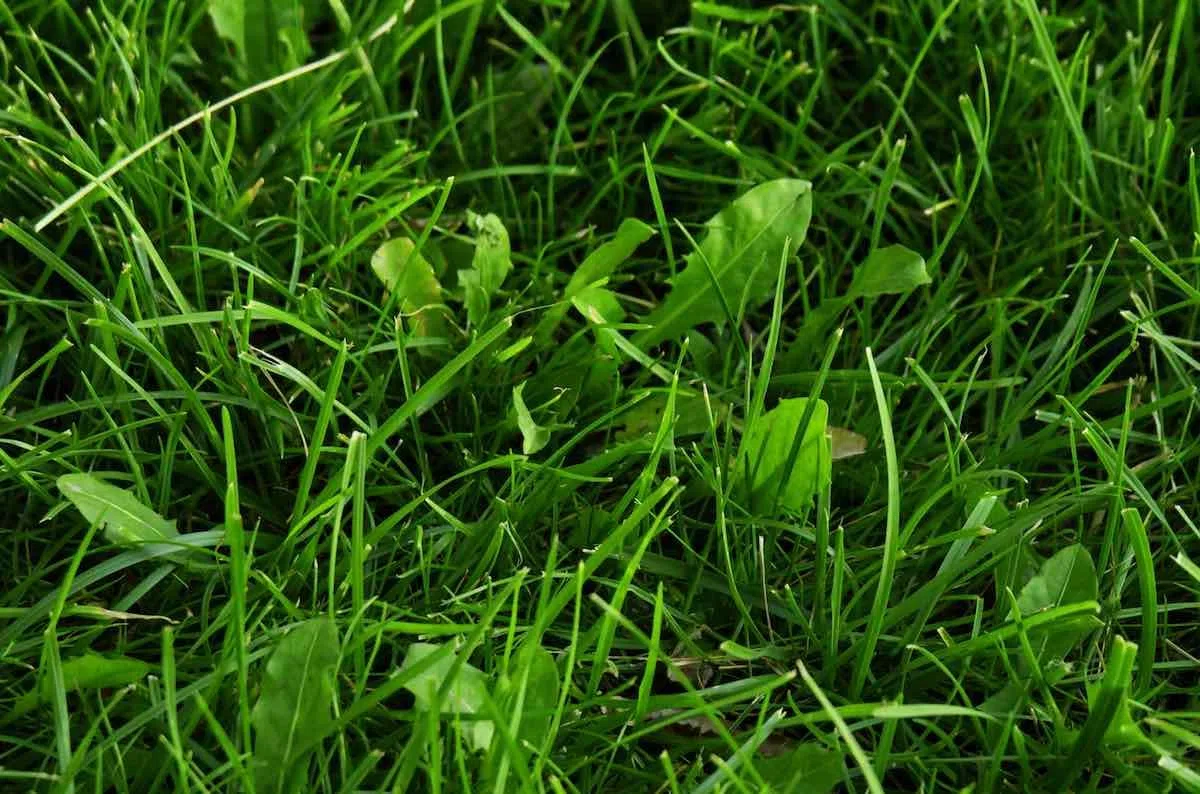 Herbicida Césped Selectivo para Malas Hierbas HERBITEX | Envase 100 ml para 1000 m2 | Fluroxipir 20% MUY EFECTIVO | Contra malas hierbas de hoja ancha durante todo el año | Nexum Market | 1 Und