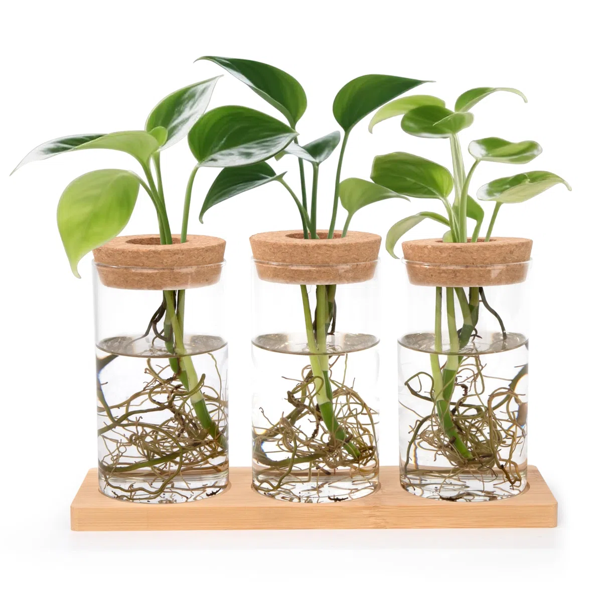 Estación de propagación de plantas macetas para plantas hidropónicas con corcho base de madera para casa oficina 3 piezas