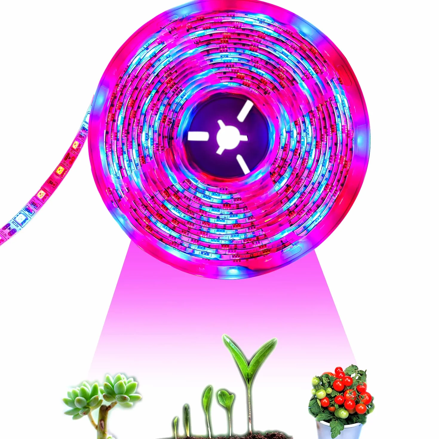 LED planta crecer tira luz DC 12V IP65 impermeable espectro completo SMD 5050 rojo azul 3: 1 cuerda luz para acuario Invernadero plantas