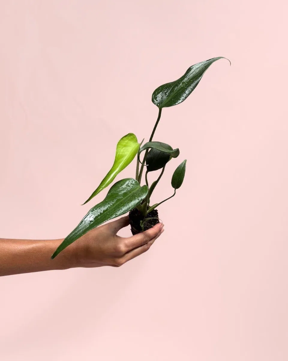PUR PLANT Monstera Burle Marx Mini | Planta Natural De Interior Premium y Tropical | Compacta, Resistente y Decorativa | Maceta De Ø6 cm