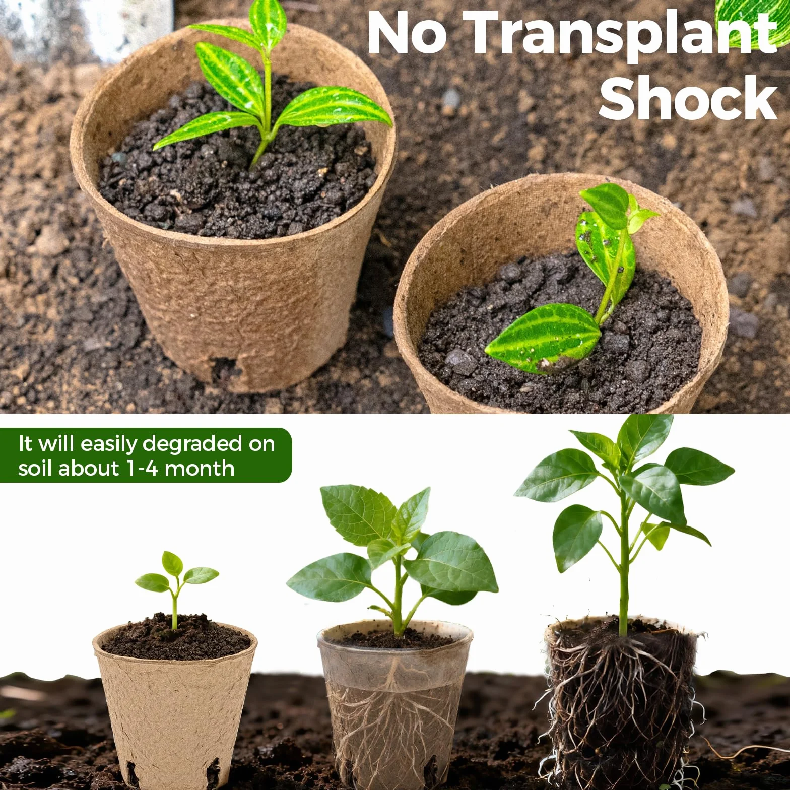 Bamworld 100 Macetas de Vivero con Drenaje, 8cm Macetas Biodegradables, Macetas Ecológicas para Siembra y Propagación