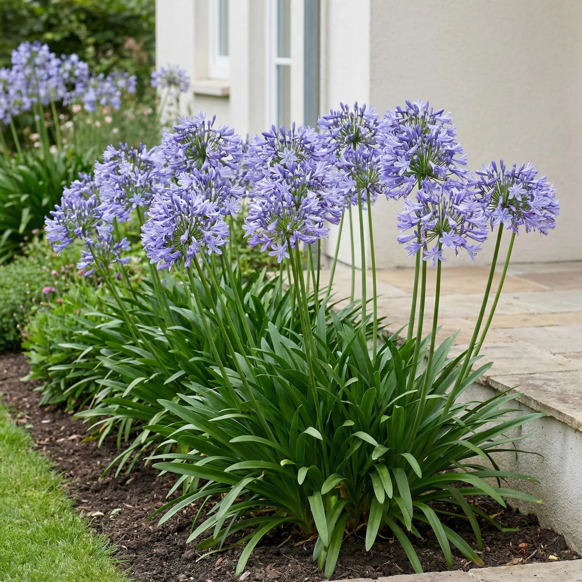 Agapanthus Africanus Azul - 3 Plantas - Plantas Naturales Exterior de Holanda - Plantas de Exterior Resistentes - Decoracion Jardin, Macetas y Balcón - Sin Semillas, No Artificiales
