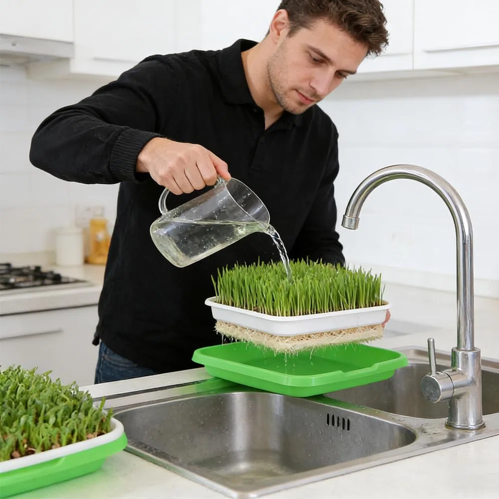 Bandejas Semilleros de Germinacion,6 Piezas 32.5x23.5x4.5cm Bandes para Germinar Brotes,para Semillas Grandes,como Frijol Mmungo,Alfalfa,Hierba de Trigo