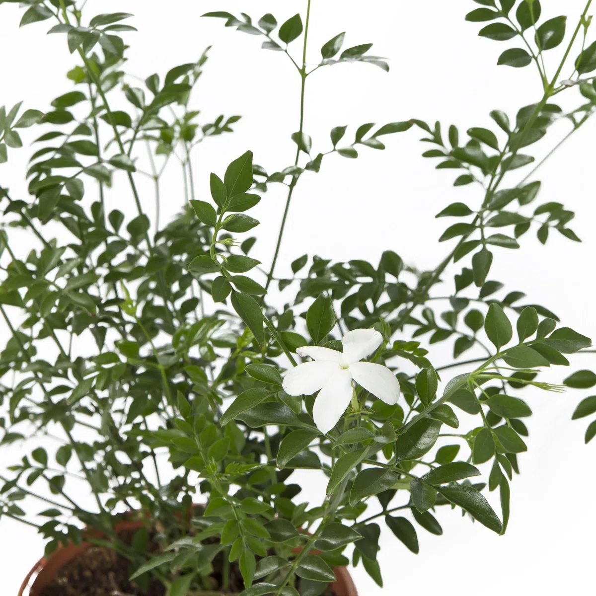 Cool Green - Planta natural interior - Jazmín