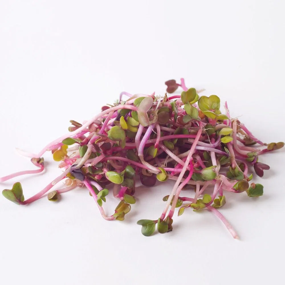 500 piezas semillas de brotes de rábano - plantas vegetales plantas jóvenes resistentes plantas en maceta brotes de semillas de rábano, semillas de brotes de germen,