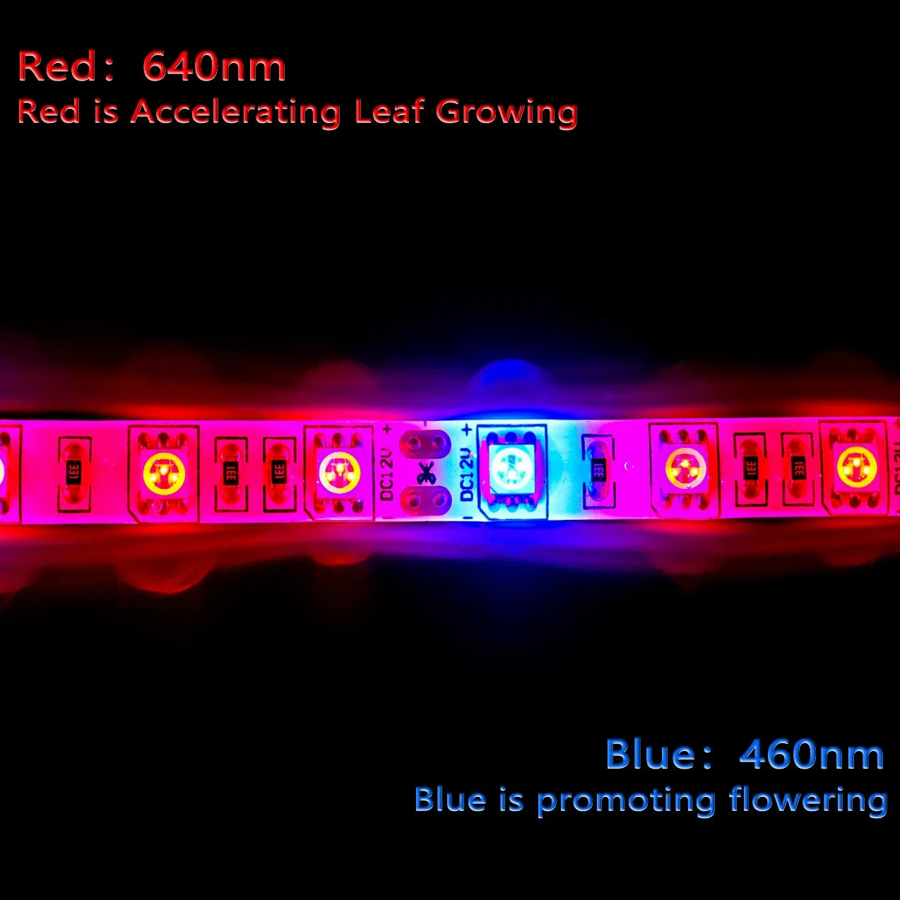 LED planta crecer tira luz DC 12V IP65 impermeable espectro completo SMD 5050 rojo azul 3: 1 cuerda luz para acuario Invernadero plantas