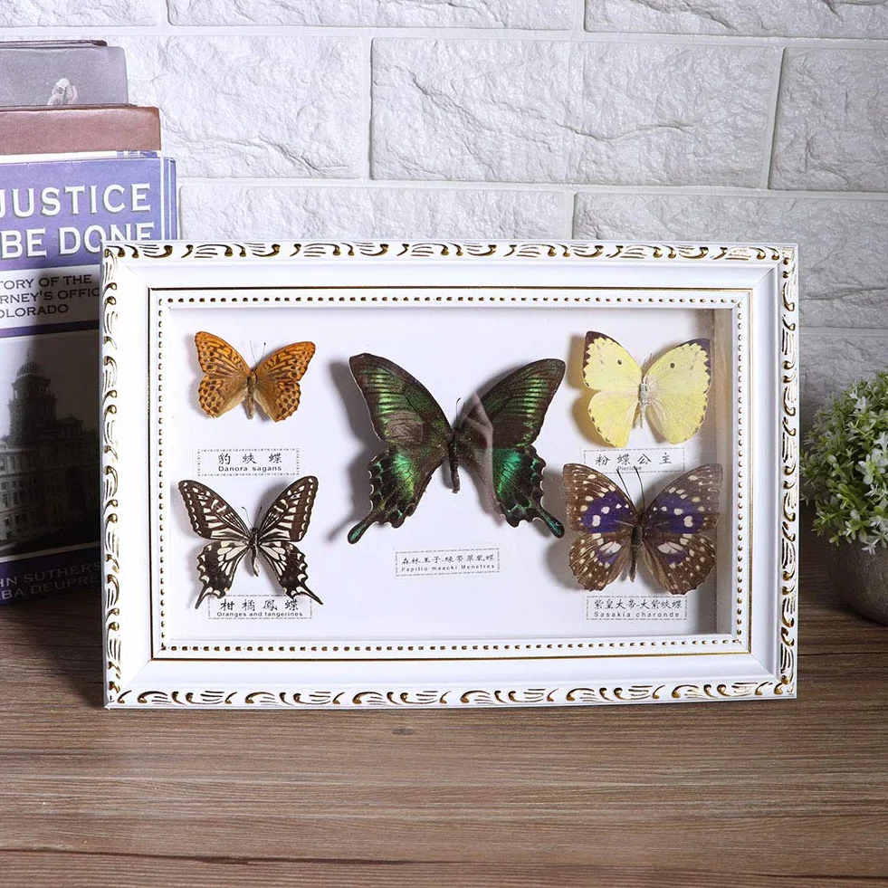 Shanrya Espécimen, Adorno para el hogar 7.7 * 11.6 * 1.6 in Muestras de Mariposas Reales 5 Piezas de Mariposas Muestra de Mariposas exquisitas, para Amigos, Familiares, colegas, Amantes(Caja Blanca)