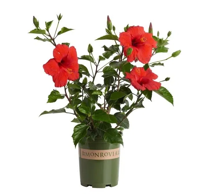 Rosa Sinensis Planta Natural Conocida como la Flor de Jamaica - HIBISCUS ROJO