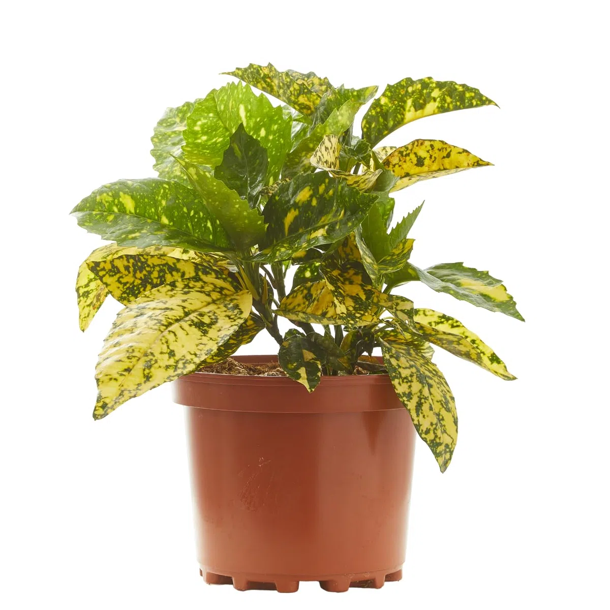 Verdecora Aucuba en maceta de 3L | Aucuba japonica | Arbusto de Exterior con Follaje Verde y Manchas Doradas | Ideal para Sombra Parcial, Bordes y Jardines de Bajo Mantenimiento
