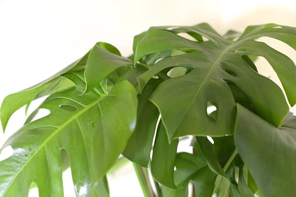 Planta de interior - Planta para la casa o la oficina - Monstera deliciosa - Planta del queso suizo - 45cms de alto en un palo con musgo