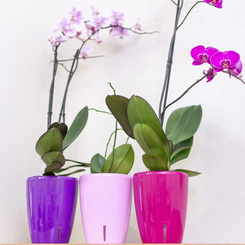 Santino Maceta para Orquídeas Ø 15cm Maceta Autorriego con Sistema de Mecha e Indicador de Nivel de Agua para Interior (Ø 15cm - 2L - Transparente)