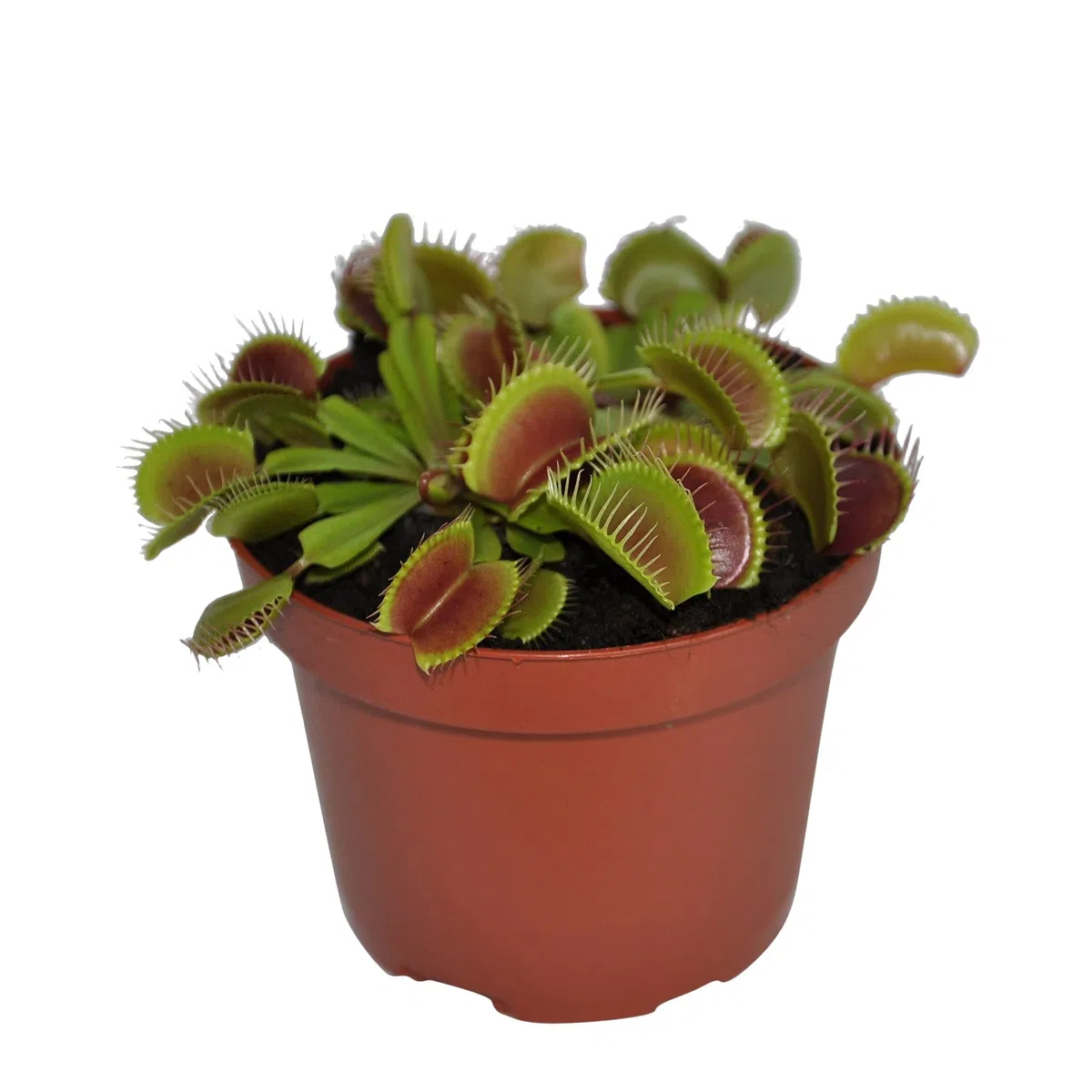 Planta Carnívora Natural Dionaea Muscipula Venus Atrapamoscas Planta Viva Que Come Insectos