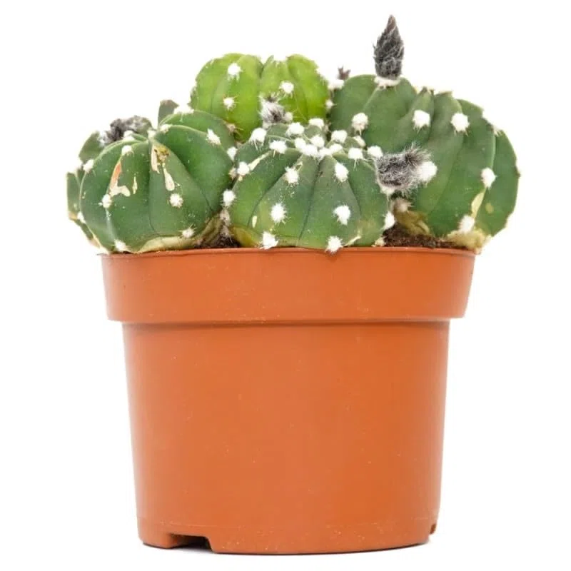 Echinopsis Denudatum CACTUS Vivo Planta Natural de Interior o Exterior