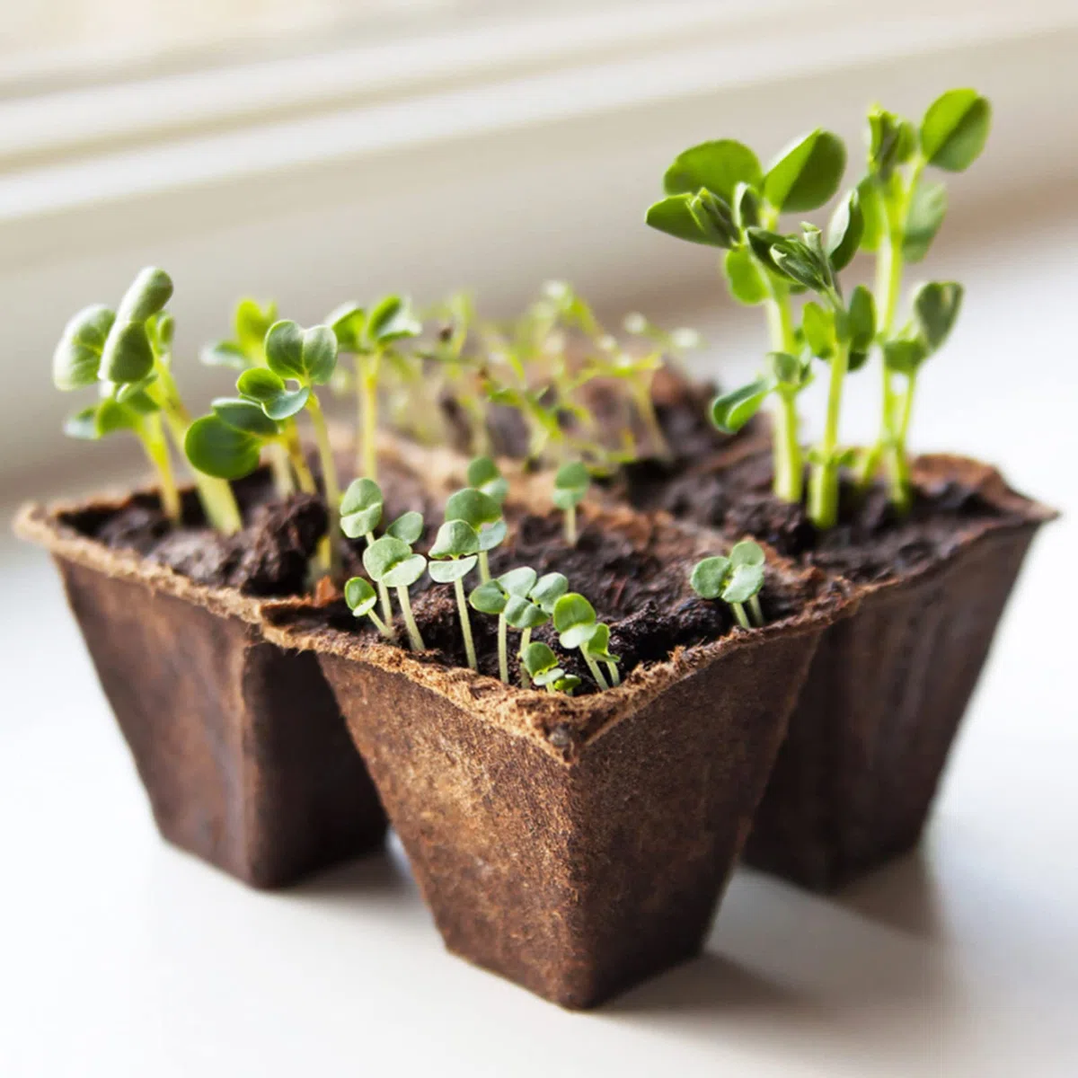 KINGLAKE 20 bandejas para Plantar semilleros biodegradables, con 100 Etiquetas de plástico para Plantas y Herramientas de trasplante