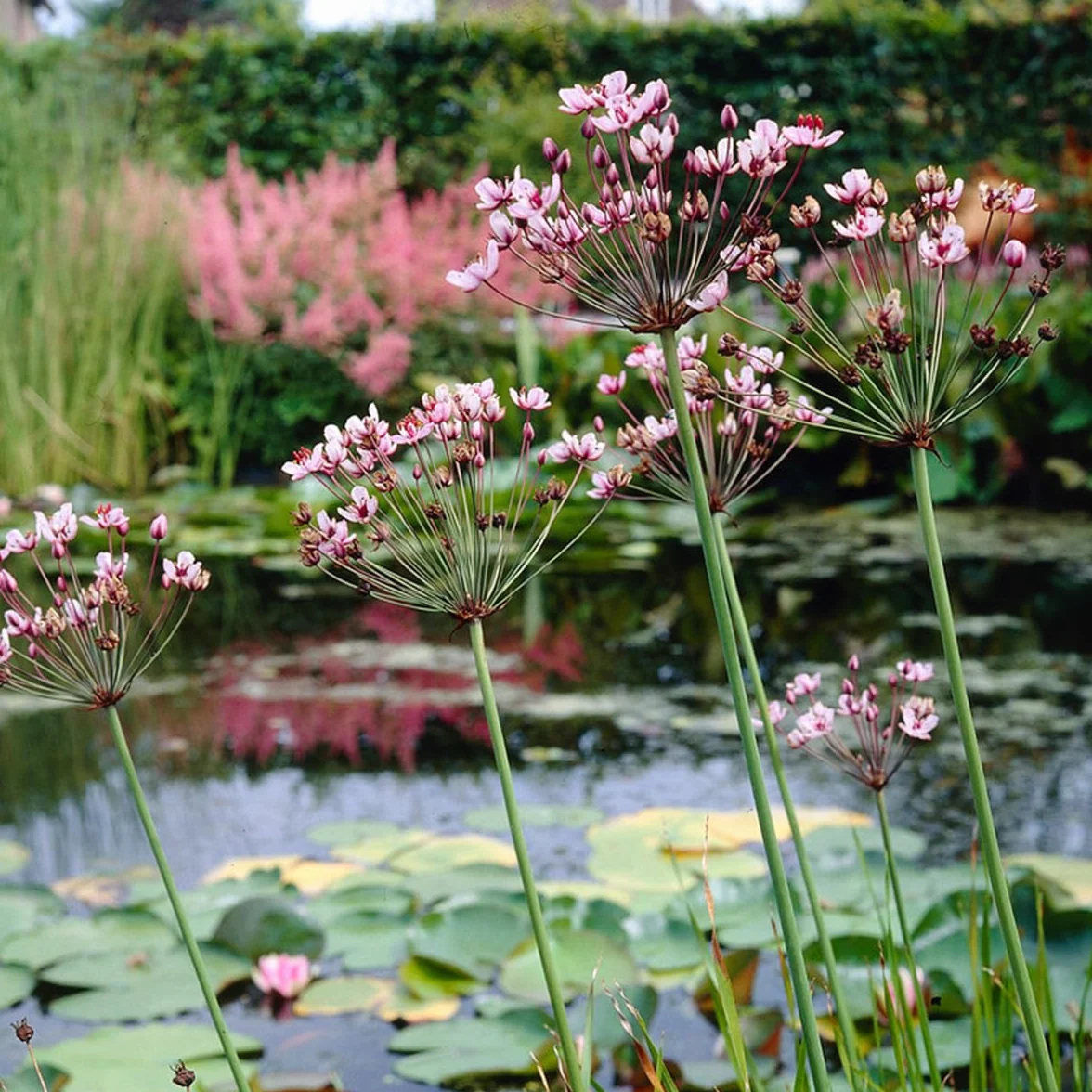 Bloomique - Butomus umbellatus - Flor de los cisnes - Plantas de estanque - Resistente al frío - Altura 15-25 cm - Maceta 9 cm
