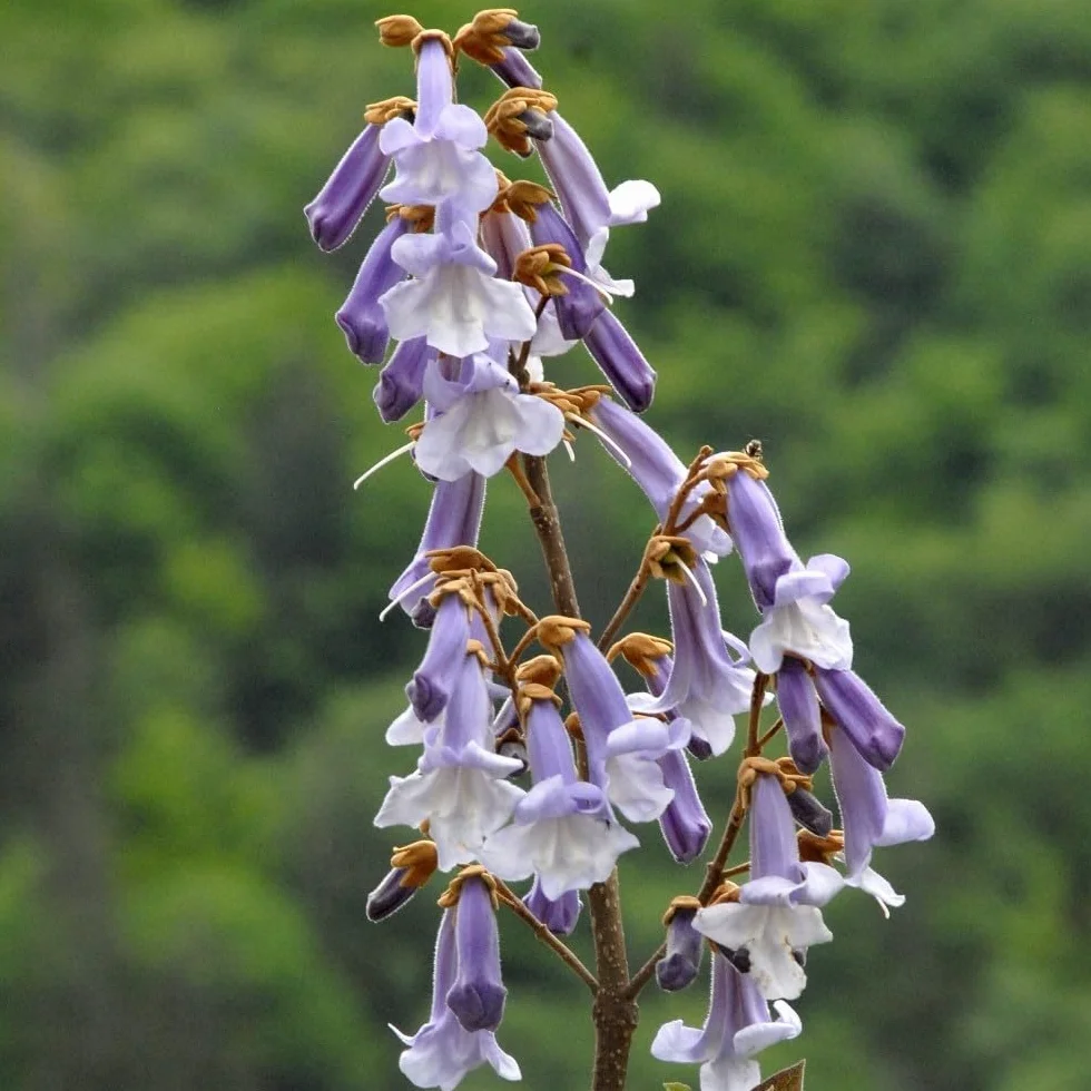 Paulownia Fortunei Planta Natural 50-70 cm con Maceta Plástico, Árbol Rápido Crecimiento, Ideal para Jardín, Terraza o Interior, Planta Ornamental y Purificadora de Aire. Paulownia Fortunei