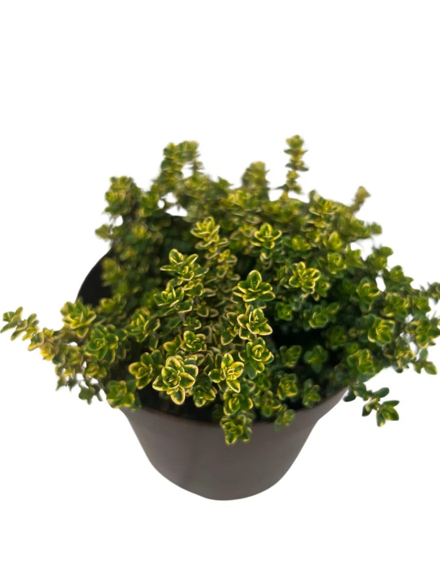 Tomillo Limón + Tomillo Vulgar Plantas Naturales de Exterior - Macetas de 13 cm - Pack de Plantas Aromáticas Naturales Tomillo Limonero