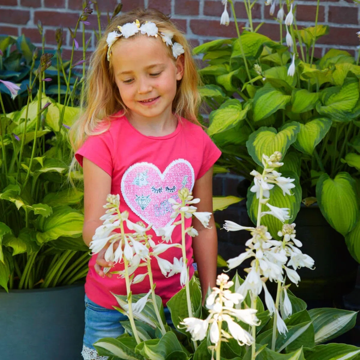 Colección de plantas perennes fragantes de Hosta, mezcla de Hosta de 5 híbridos en 5 variedades, grandes plantas perennes de raíz desnuda Funkia de Holanda,Plantas resistentes para el jardín de sombra