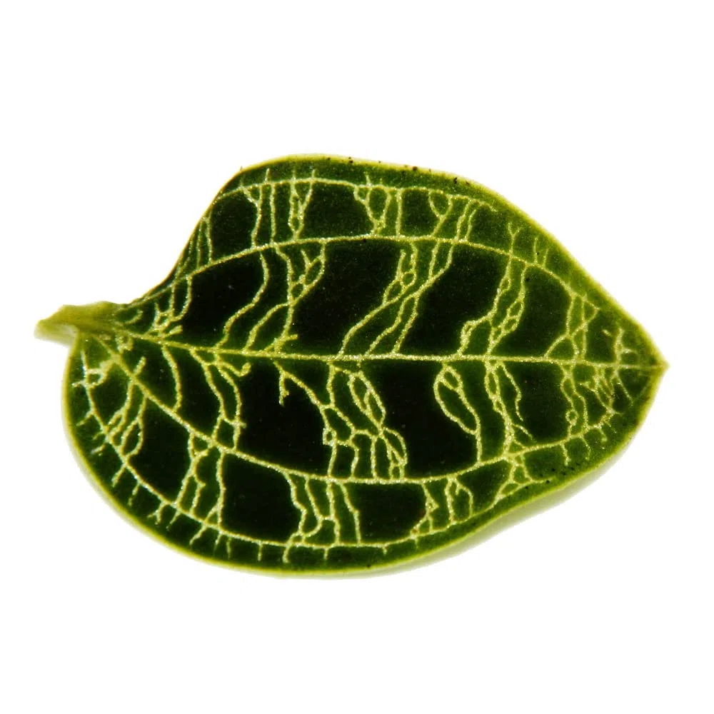 Exotenherz - Orquídea de joyería - Macodes petola Emerald - Mini orquídea terrestre con hojas llamativas - Maceta de 6 cm