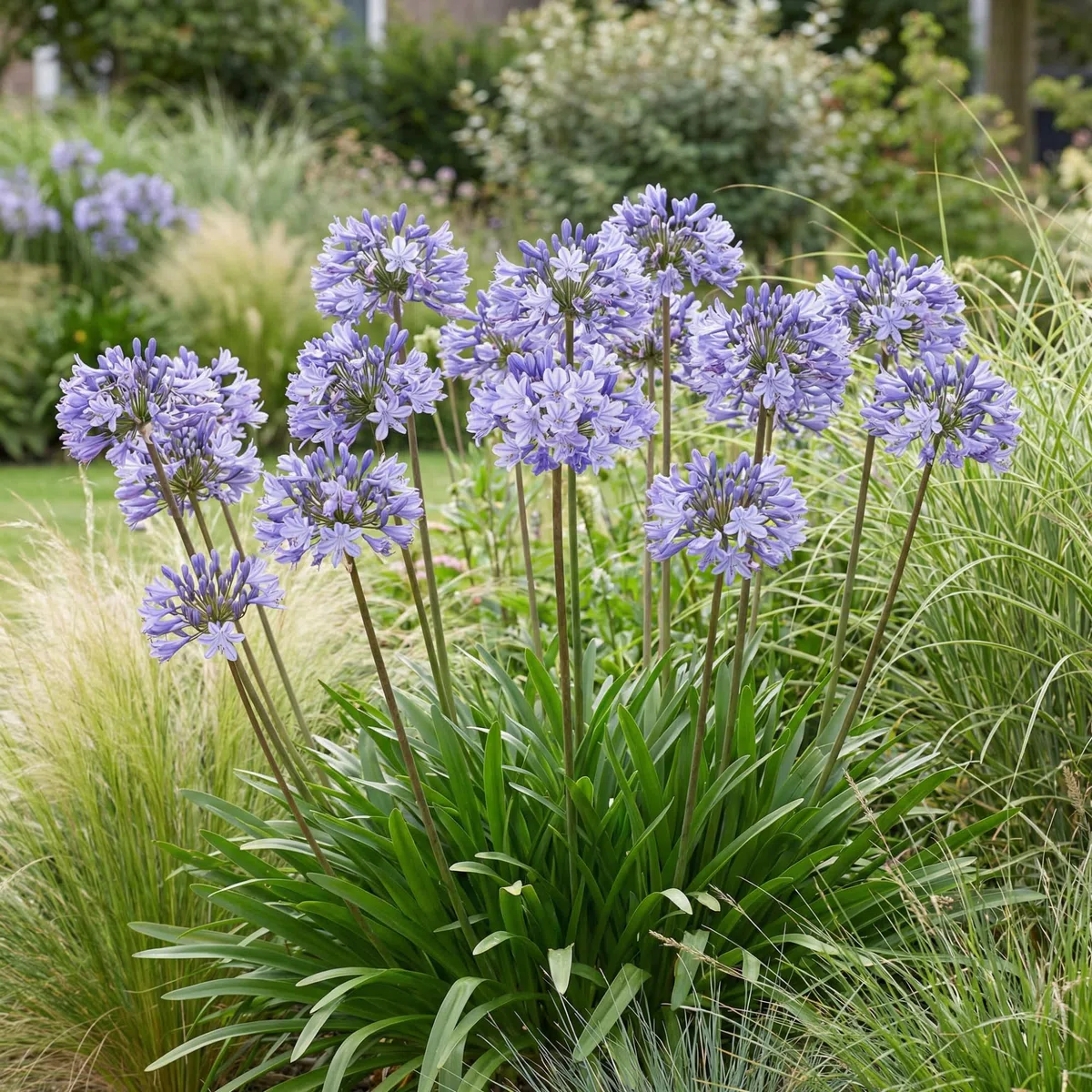 Agapanthus Africanus Azul - 3 Plantas - Plantas Naturales Exterior de Holanda - Plantas de Exterior Resistentes - Decoracion Jardin, Macetas y Balcón - Sin Semillas, No Artificiales