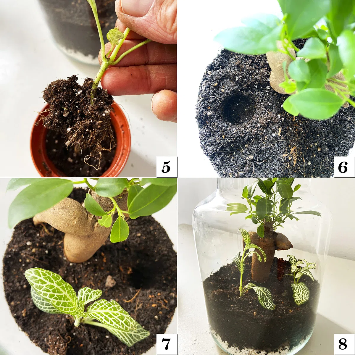 Kit Terrario Plantas DIY sin Plantas Naturales - Botella de Vidrio con Tapa de Corcho, Sustrato Natural, Piedras Blancas y Piedras Volcánicas - Jardín en Botella Decorativo para Interior