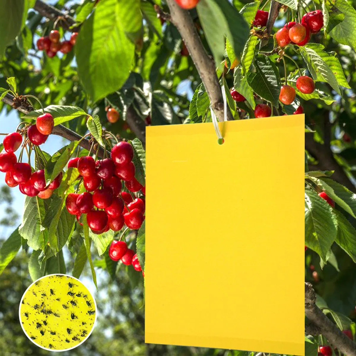 Panngu 100 Piezas Trampas Adhesivas, Trampas de Mosca pegajosas de Doble Cara Amarillas para como Mosquitos, pulgones, Moscas Blancas, Otros Insectos de Plantas voladoras (Se Incluyen Corbatas)