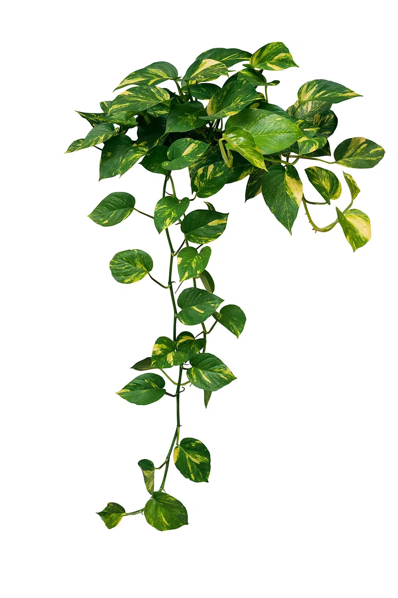 verdecora Potho Epipremnum aureum | Planta Natural de Interior trepadora | Purificadora del Aire | Maceta de Ø15cm Colgante
