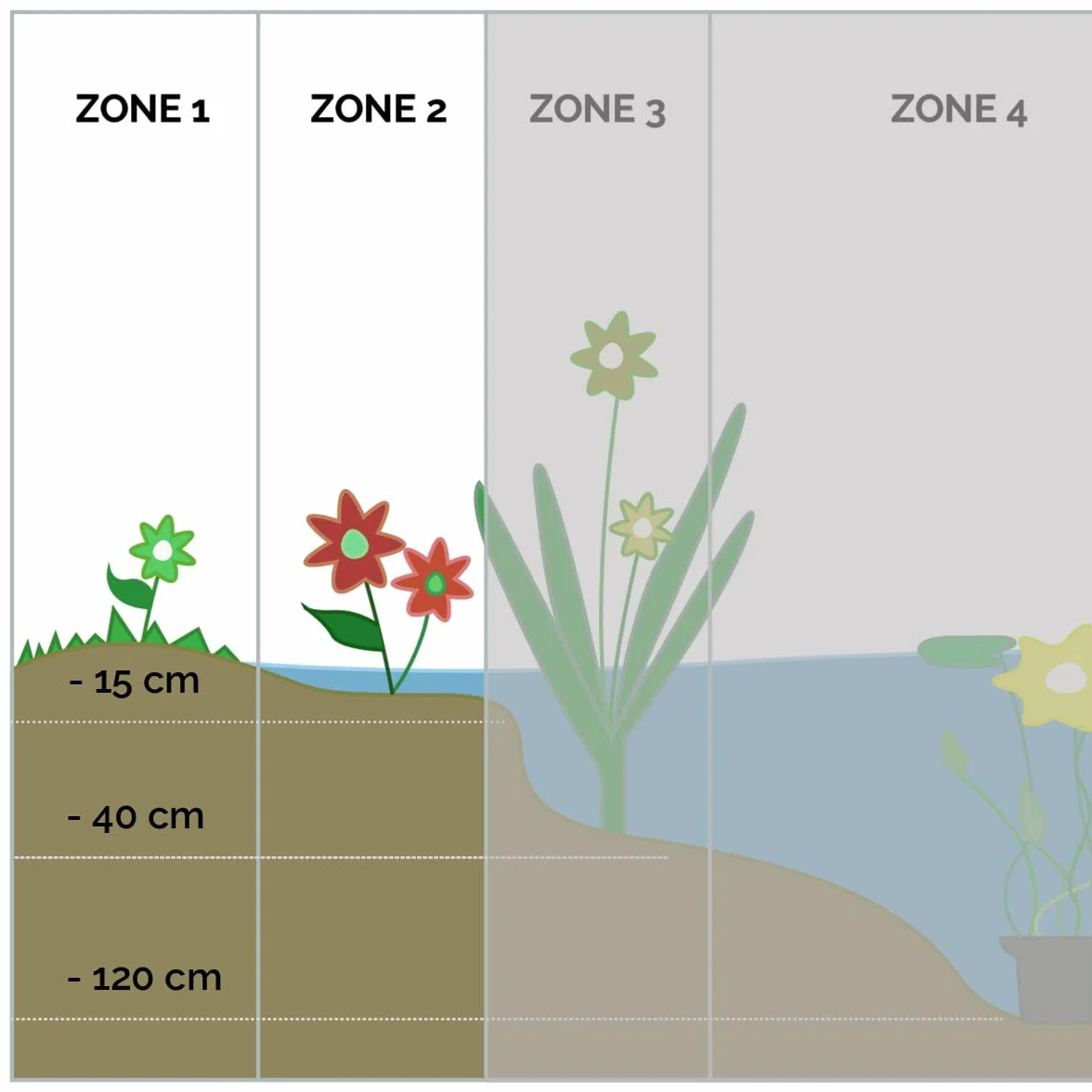 Bloomique - Butomus umbellatus - Flor de los cisnes - Plantas de estanque - Resistente al frío - Altura 15-25 cm - Maceta 9 cm