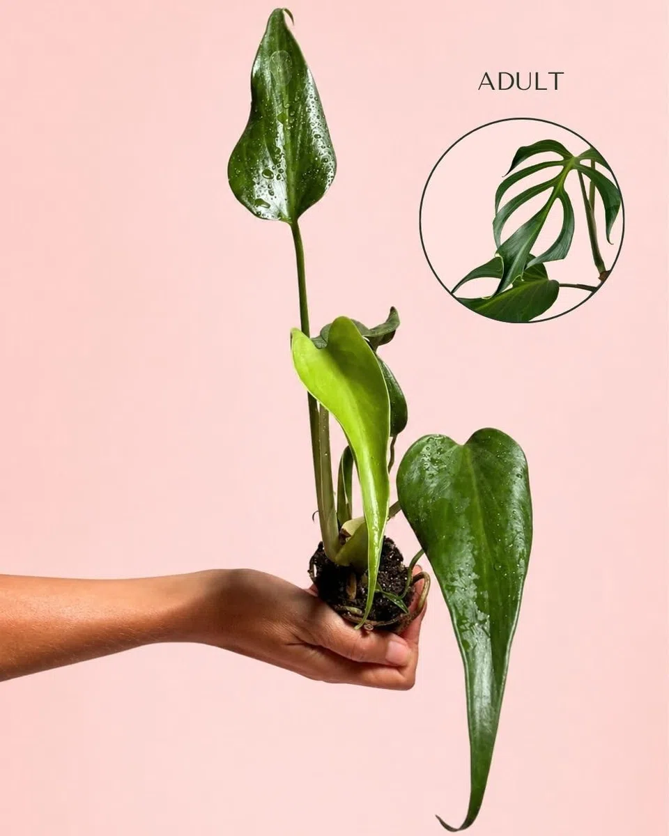 PUR PLANT Monstera Burle Marx Mini | Planta Natural De Interior Premium y Tropical | Compacta, Resistente y Decorativa | Maceta De Ø6 cm