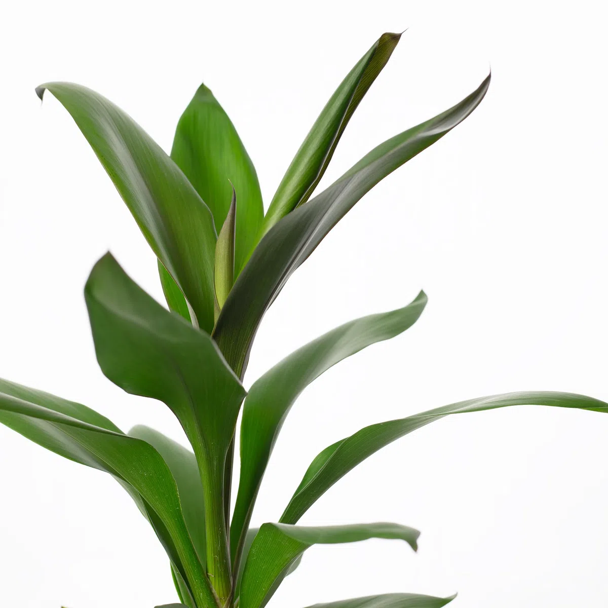 Planta de interior auténtica, cordyline 'Glauca' – Altura aprox. 40 cm, diámetro de la maceta 12 cm