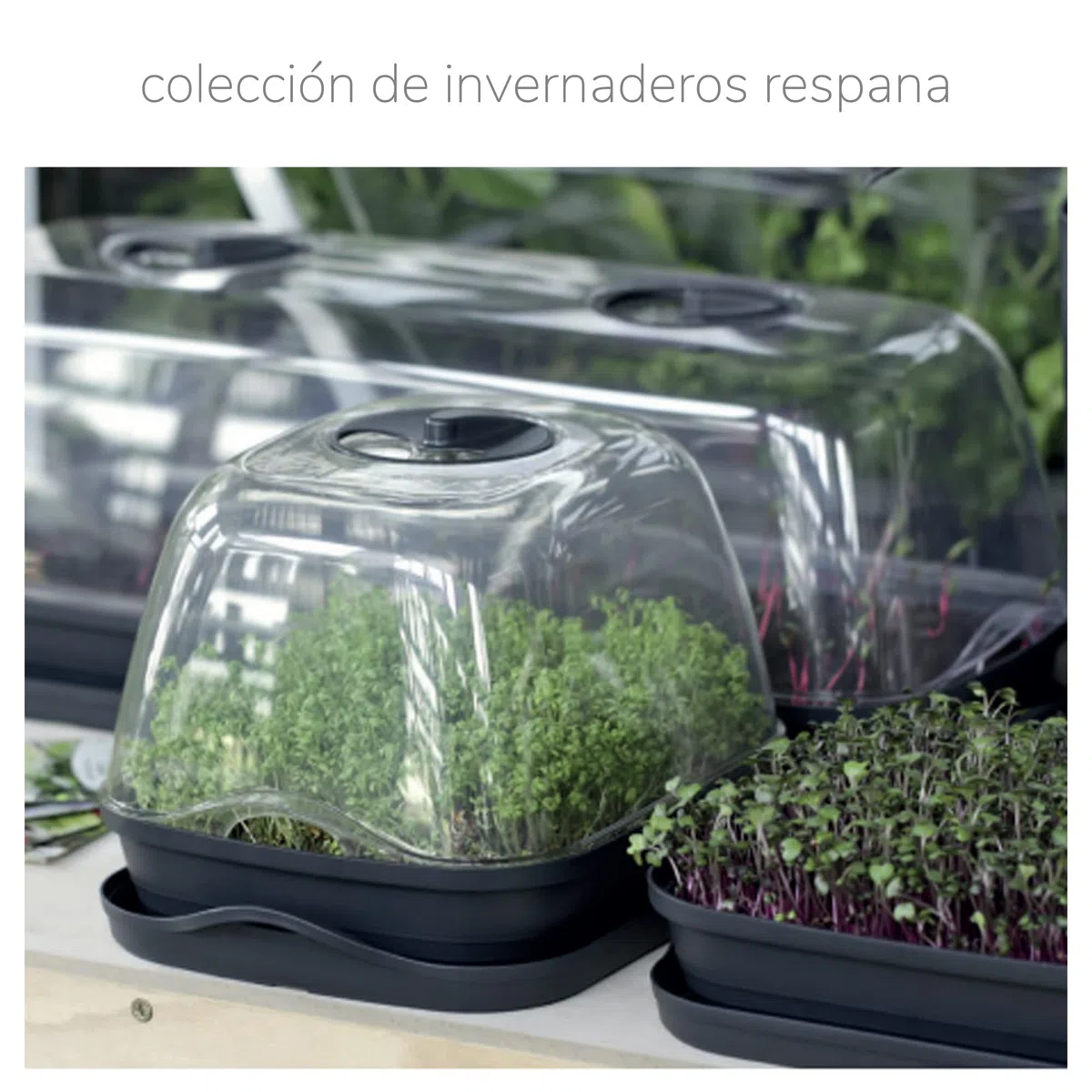 Prosperplast Semillero/Bandeja Multiusos con Tapa de policarbonato respana Table Greenhouse, Dimensiones (mm) 515x196x185, Color Gris Piedra