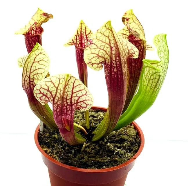 Planta Carnívora Sarracenia Natural: Naturaleza Viva que Protege tu Jardín