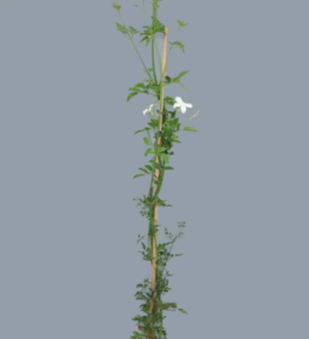 Planta natural Jazmin Real, 90 cm. Jasminum grandiflorum. Trepadora aromática de flores blancas, muy fragante, ideal para jardines y pérgolas soleadas. Segura Garden.