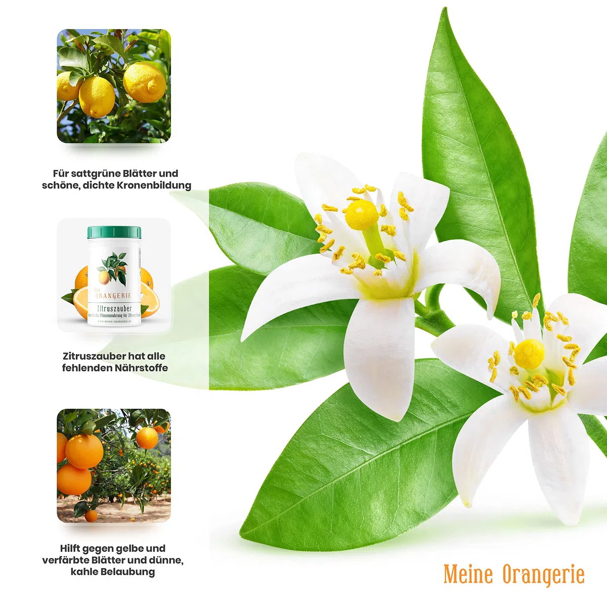 Meine Orangerie Fertilizante cítrico para todas las plantas cítricas [1 kg] – Abono para plantas premium – Fertilizante profesional cítrico para limonero, naranjo, lima y muchos más (1000 gramos)