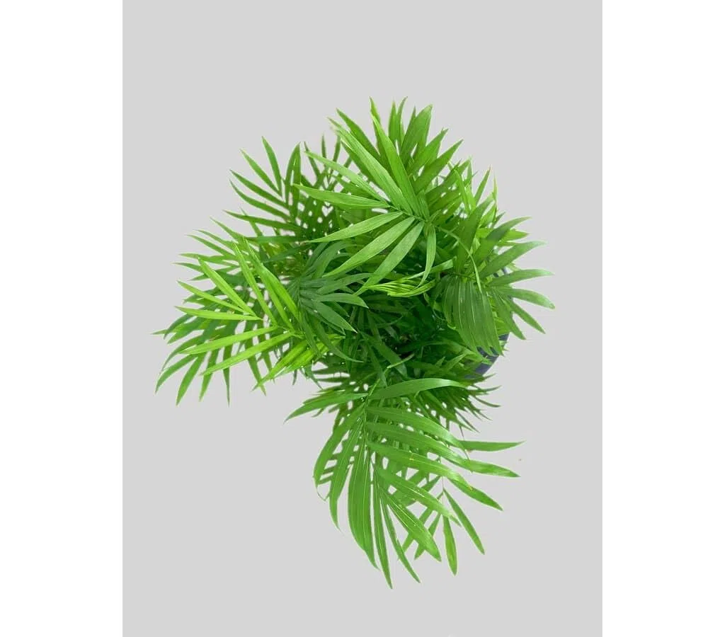 Garden Center Shop | Pack 3 Plantas Chamaedorea Elegans M9 | Palma de Interior Purificadora | Fácil Cuidado y Gran Durabilidad | Ideal Hogar y Oficina