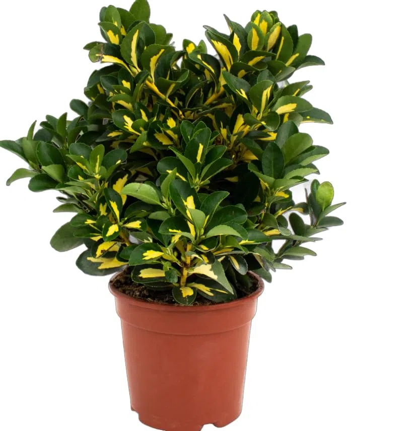 Arbusto Euonymus Japonicus Aureus – Planta Natural de Hojas Variegatas Resistente y Decorativa