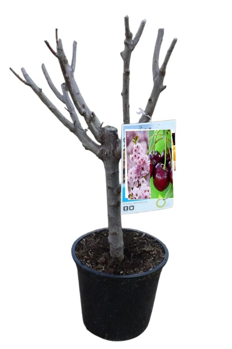 Planta natural Frutal Enano Cerezo injertado. Produce Cerezas. Altura 60-70 cm. Ideal para cultivar en maceta y decorar terrazas o jardines pequeños. Segura Garden