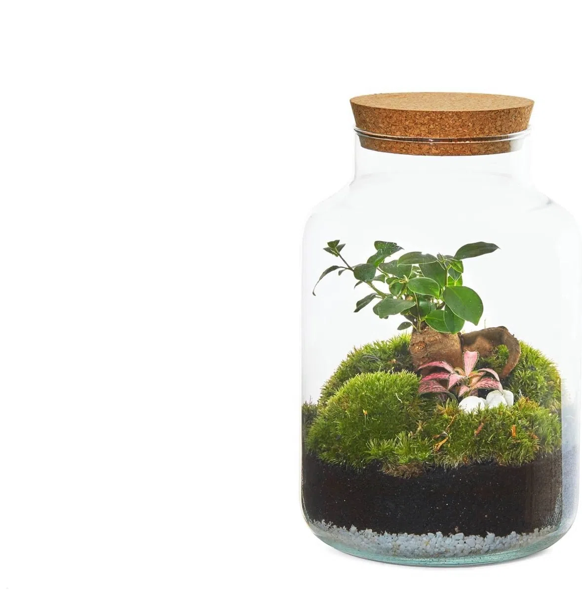 Kit Terrario Plantas DIY sin Plantas Naturales - Botella de Vidrio con Tapa de Corcho, Sustrato Natural, Piedras Blancas y Piedras Volcánicas - Jardín en Botella Decorativo para Interior