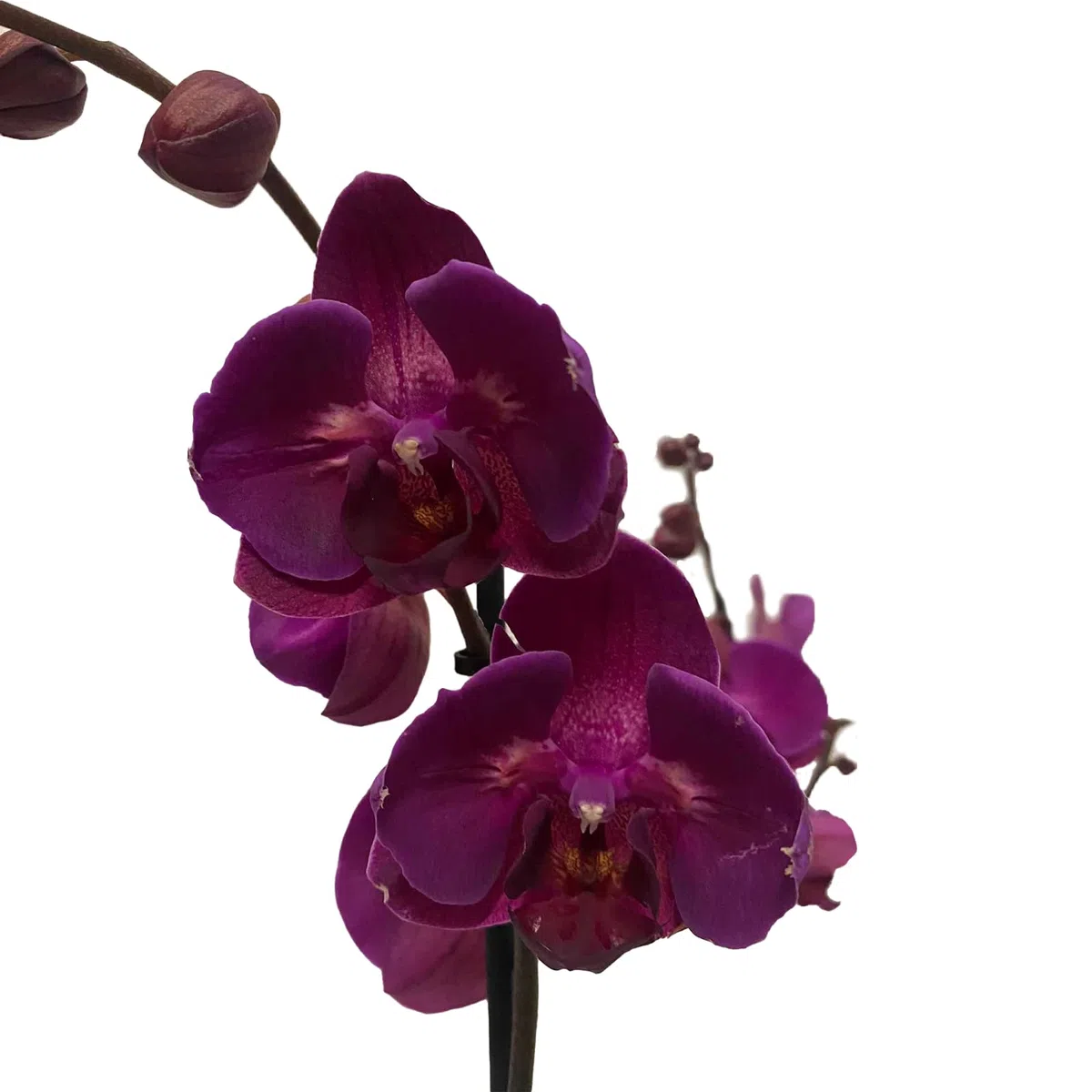 Orquídea Natural Phalaenopsis Flores Moradas Planta de Interior Decorativa en Maceta Ø10 cm Alto 70 cm Hogar Oficina o Regalo