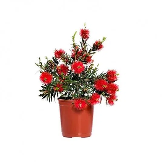 Callistemon Natural Arbusto de Exterior Para el Jardín