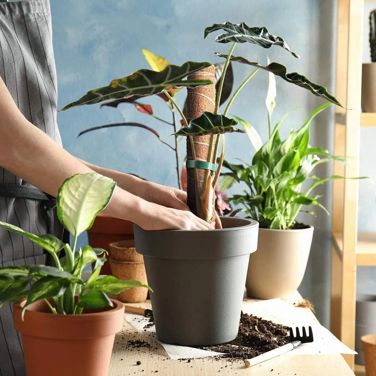 Poste de Musgo de 30 cm, 5 Piezas Tutores para Plantas Trepadoras Fibra de Coco Soporte para Plantas en Maceta, Postes Apilables para Plantas Trepadoras de Interior, Hiedra y Pothos