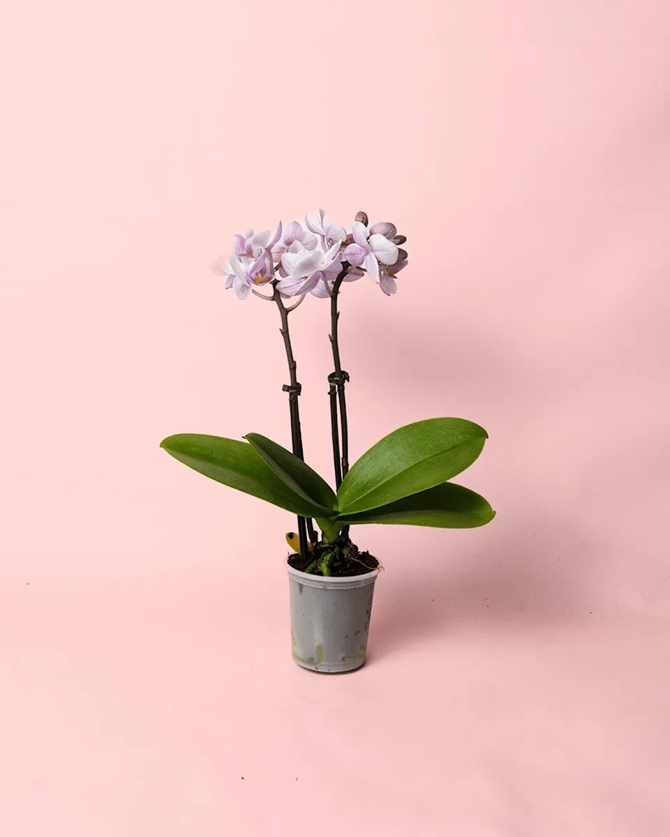 Orquídea Pink | Mini Planta Natural | Pur Plant