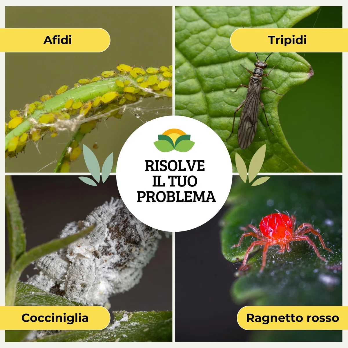 Albagarden - Aceite vegetal blanco de soja para cochinilla, áfidos, mosca blanca, insectos y parásitos - Para huerto, jardín y ornamentales - Aceite vegetal de soja 100% natural x 1 litro en spray