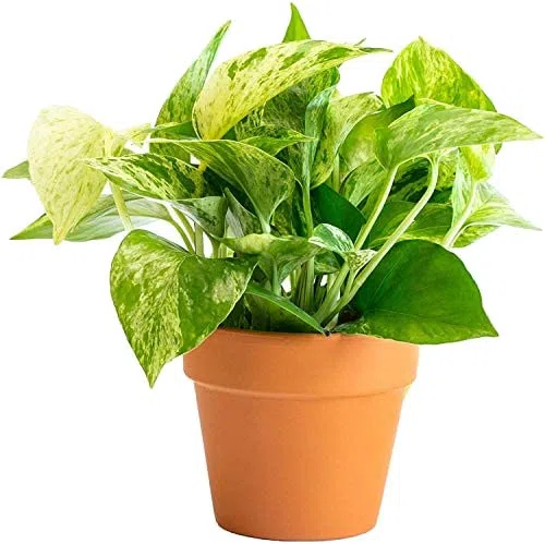 Potho Natural Planta de Interio con Maceta de CERÁMICA