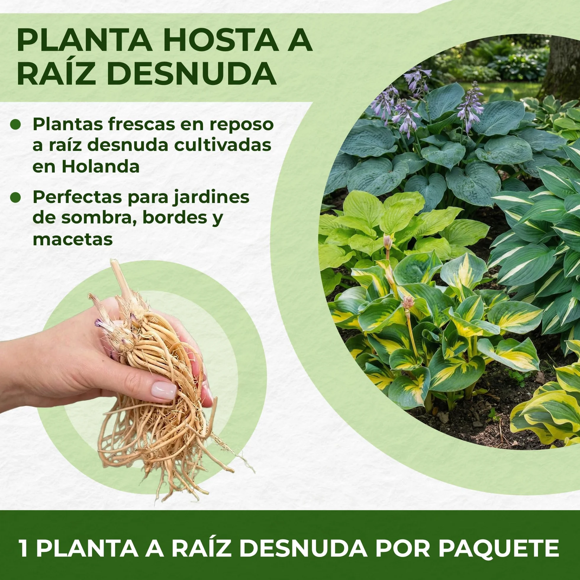 Colección de plantas perennes fragantes de Hosta, mezcla de Hosta de 5 híbridos en 5 variedades, grandes plantas perennes de raíz desnuda Funkia de Holanda,Plantas resistentes para el jardín de sombra