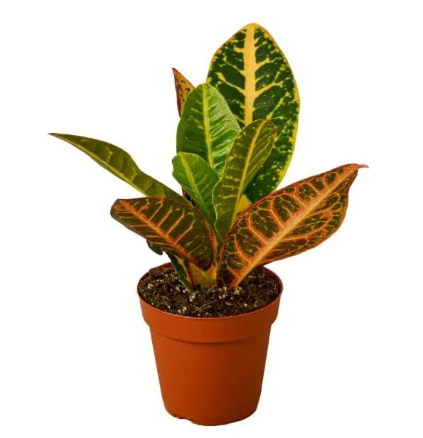 Crotón Petra | DECOALIVE | Planta de Interior Natural | Codiaeum Variegatum